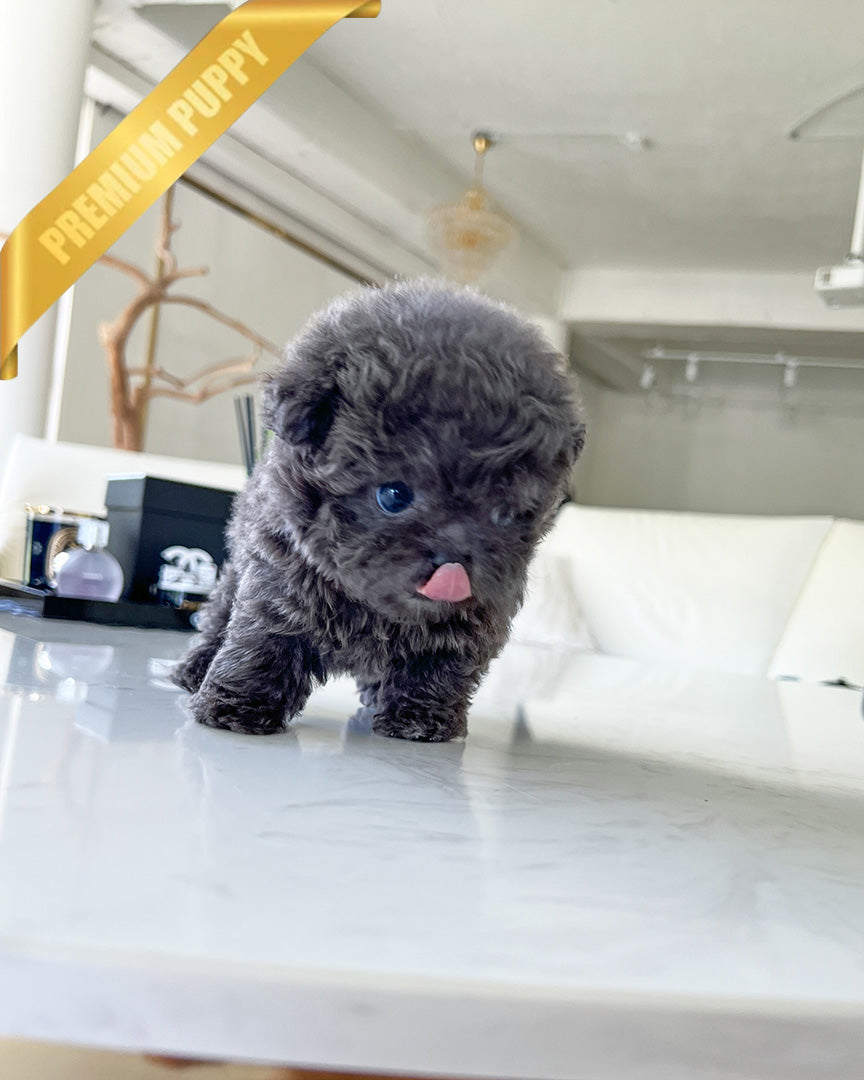 BEAU - MALE (PURCHASED by JOSE) - ROLLYPUPS OFFICIAL