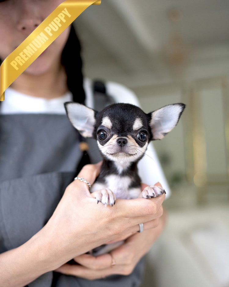 MIMI - FEMALE (PURCHASED by ALEN) - ROLLY TEACUP PUPPIES - TEACUP PUPPY FOR SALE