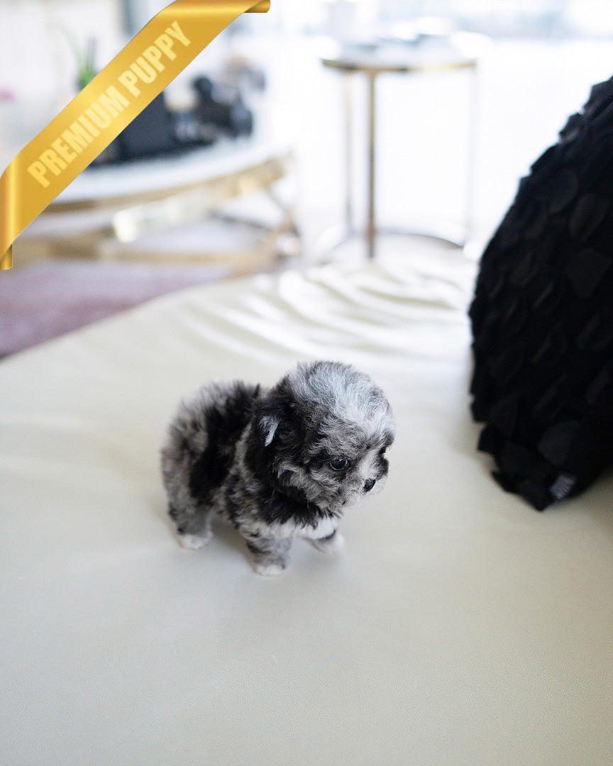 COCO - FEMALE (RESERVED by ALICIA) - ROLLY TEACUP PUPPIES - TEACUP PUPPY FOR SALE