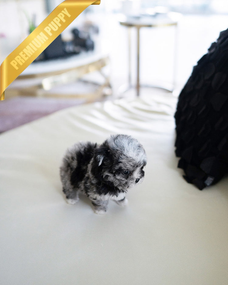 COCO - FEMALE (RESERVED by ALICIA) - ROLLY TEACUP PUPPIES - TEACUP PUPPY FOR SALE