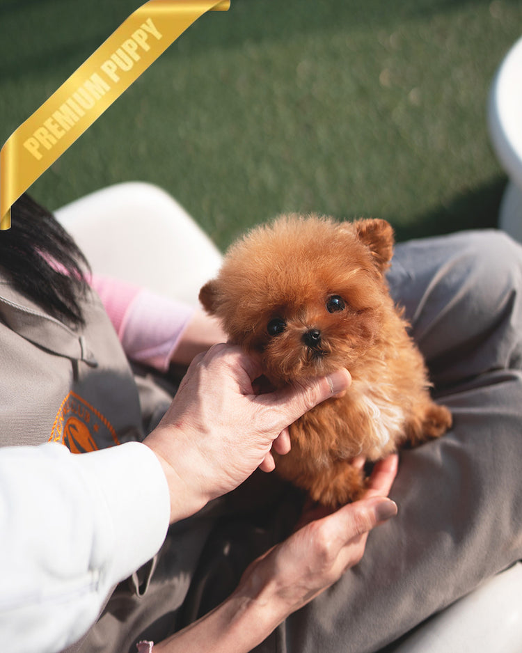 JESSICA - FEMALE (PURCHASED by MARIE) - ROLLY TEACUP PUPPIES - TEACUP PUPPY FOR SALE