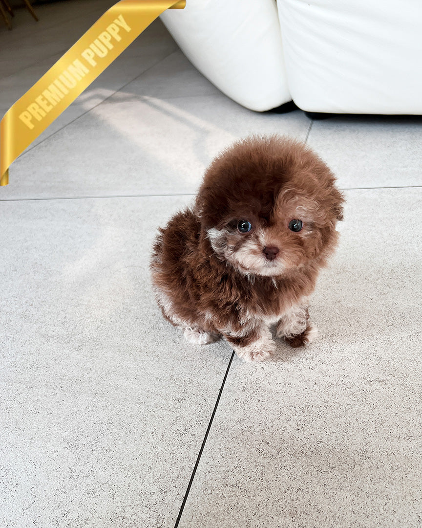 MOCHA - FEMALE(PURCHASED by CHANEL) - ROLLY TEACUP PUPPIES - TEACUP PUPPY FOR SALE