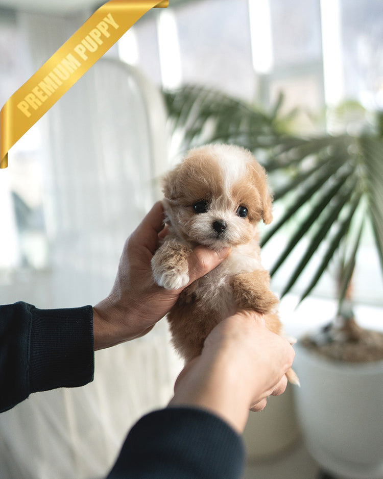 MIA - FEMALE (PURCHASED by RANDY) - ROLLY TEACUP PUPPIES -