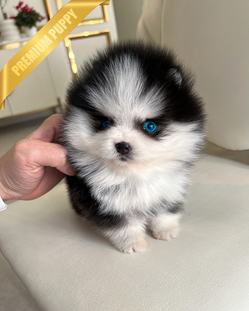 KODA - MALE - ROLLY TEACUP PUPPIES - TEACUP PUPPY FOR SALE