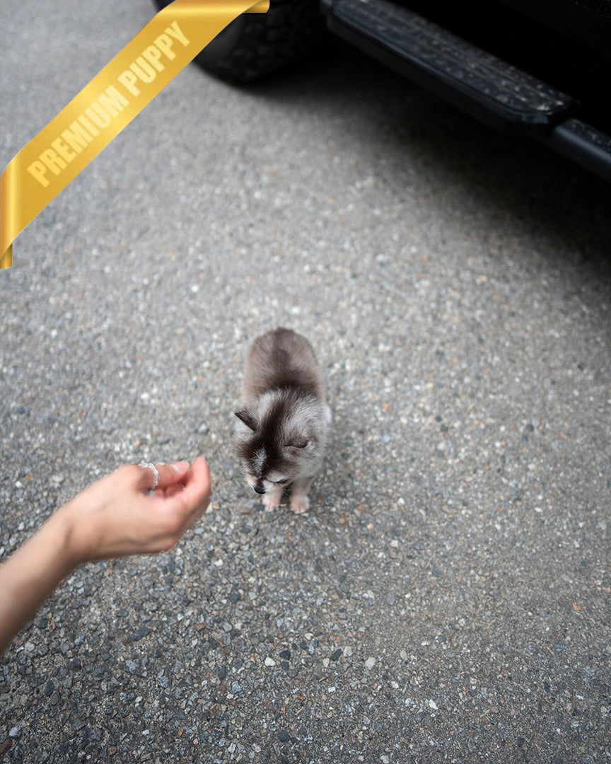 MILO - MALE (PURCHASED by MATT) - ROLLY TEACUP PUPPIES - TEACUP PUPPY FOR SALE