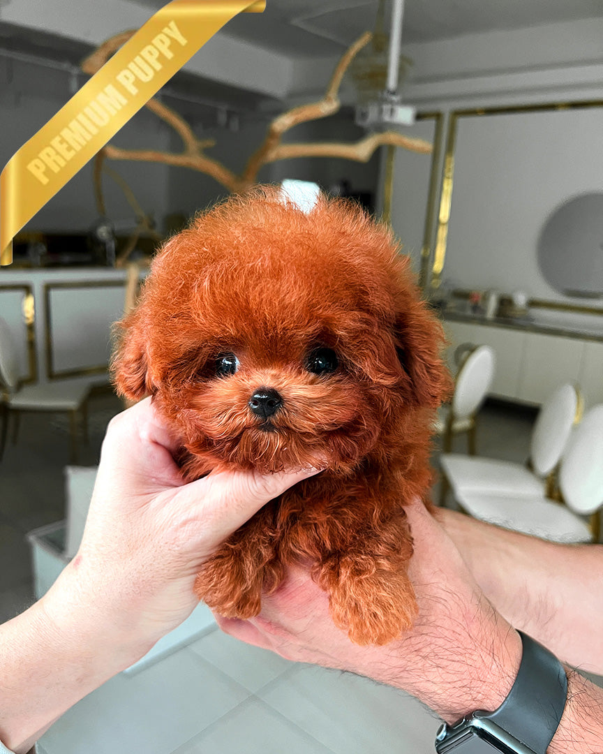 LUNA - FEMALE - ROLLY TEACUP PUPPIES - TEACUP PUPPY FOR SALE