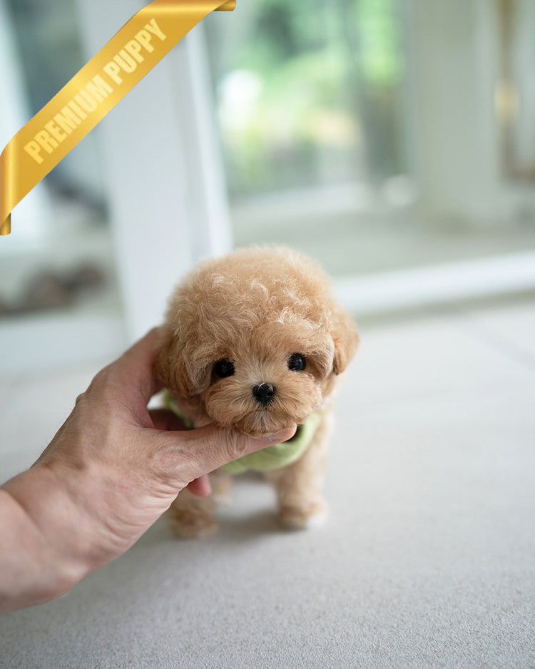 MONTY - MALE (PURCHASED by RT) - ROLLY TEACUP PUPPIES - TEACUP PUPPY FOR SALE