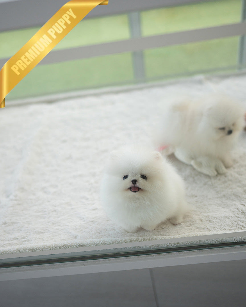 SNOWY - MALE (RESERVED by ISAAC) - ROLLY TEACUP PUPPIES - TEACUP PUPPY FOR SALE