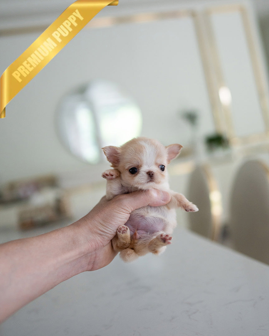 LOLA - FEMALE (PURCHASED by BETH) - ROLLY TEACUP PUPPIES - TEACUP PUPPY FOR SALE