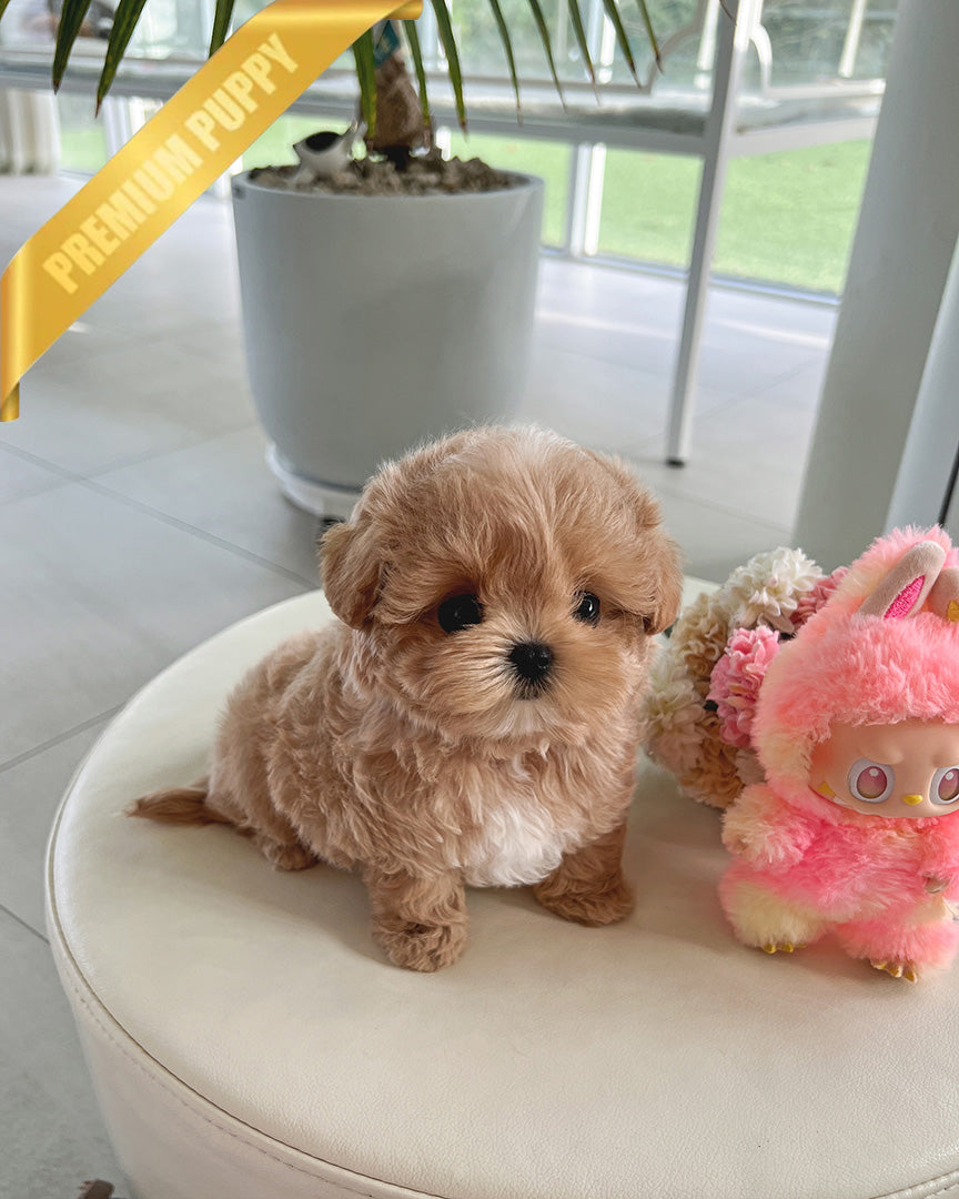 COCO - FEMALE (PURCHASED by RT)