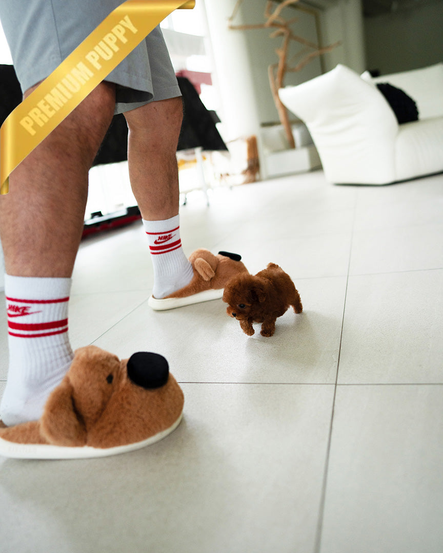 FELIX - MALE - ROLLY TEACUP PUPPIES - TEACUP PUPPY FOR SALE