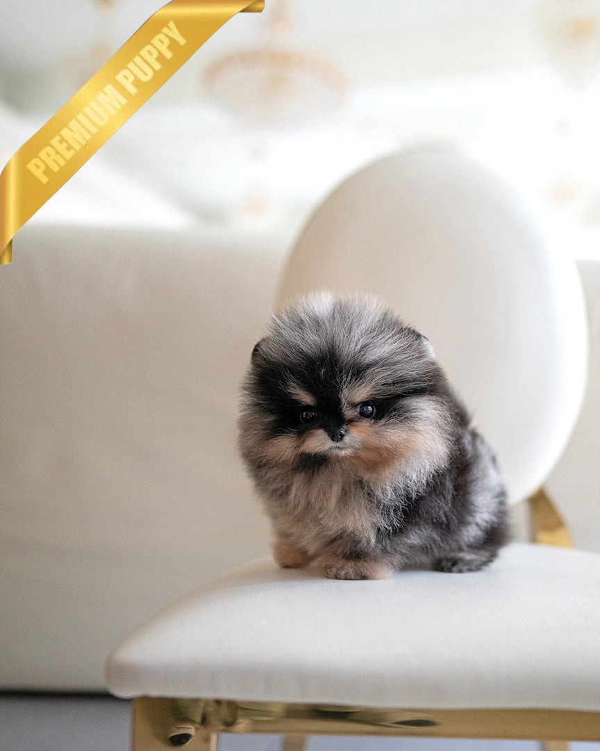 THEO - MALE (RESERVED by MARIANO) - ROLLY TEACUP PUPPIES - TEACUP PUPPY FOR SALE
