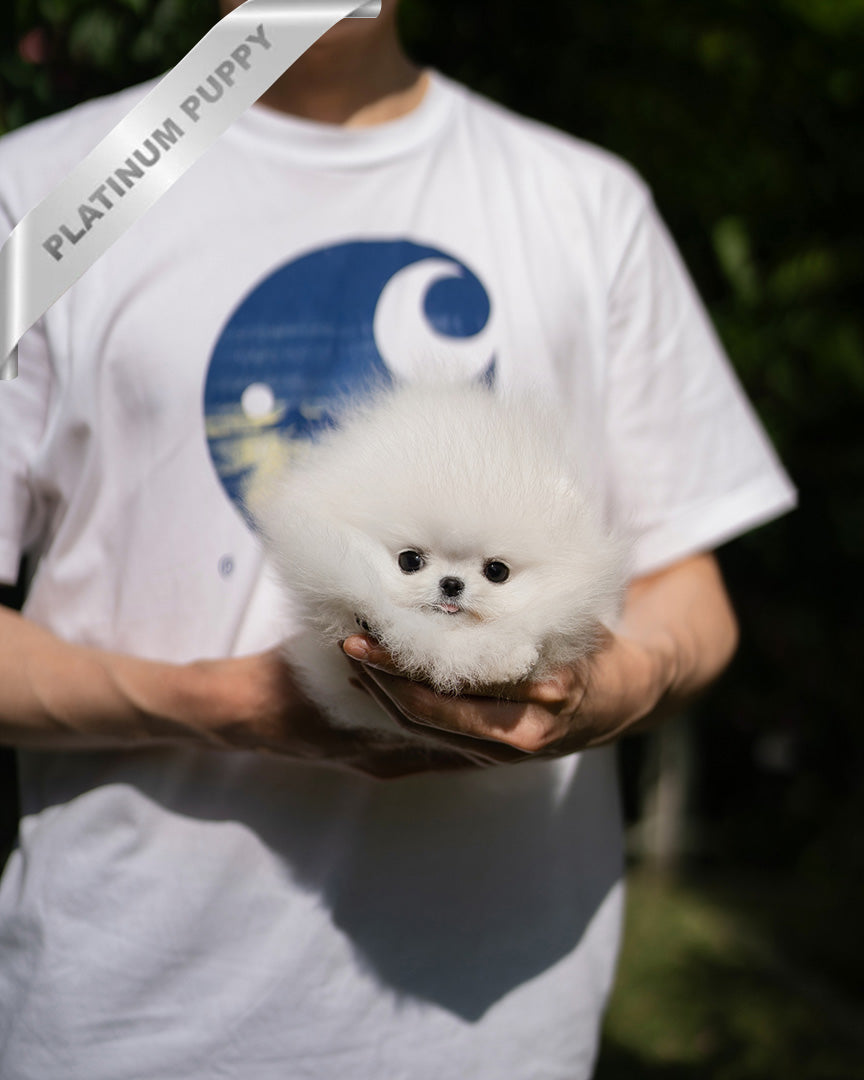 MOCHI - FEMALE (PURCHASED by LILLIANE) - ROLLY TEACUP PUPPIES - TEACUP PUPPY FOR SALE