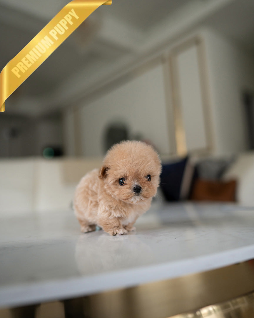 OLIVIA - FEMALE (PURCHASED by ANONYMOUS) - ROLLY TEACUP PUPPIES - TEACUP PUPPY FOR SALE