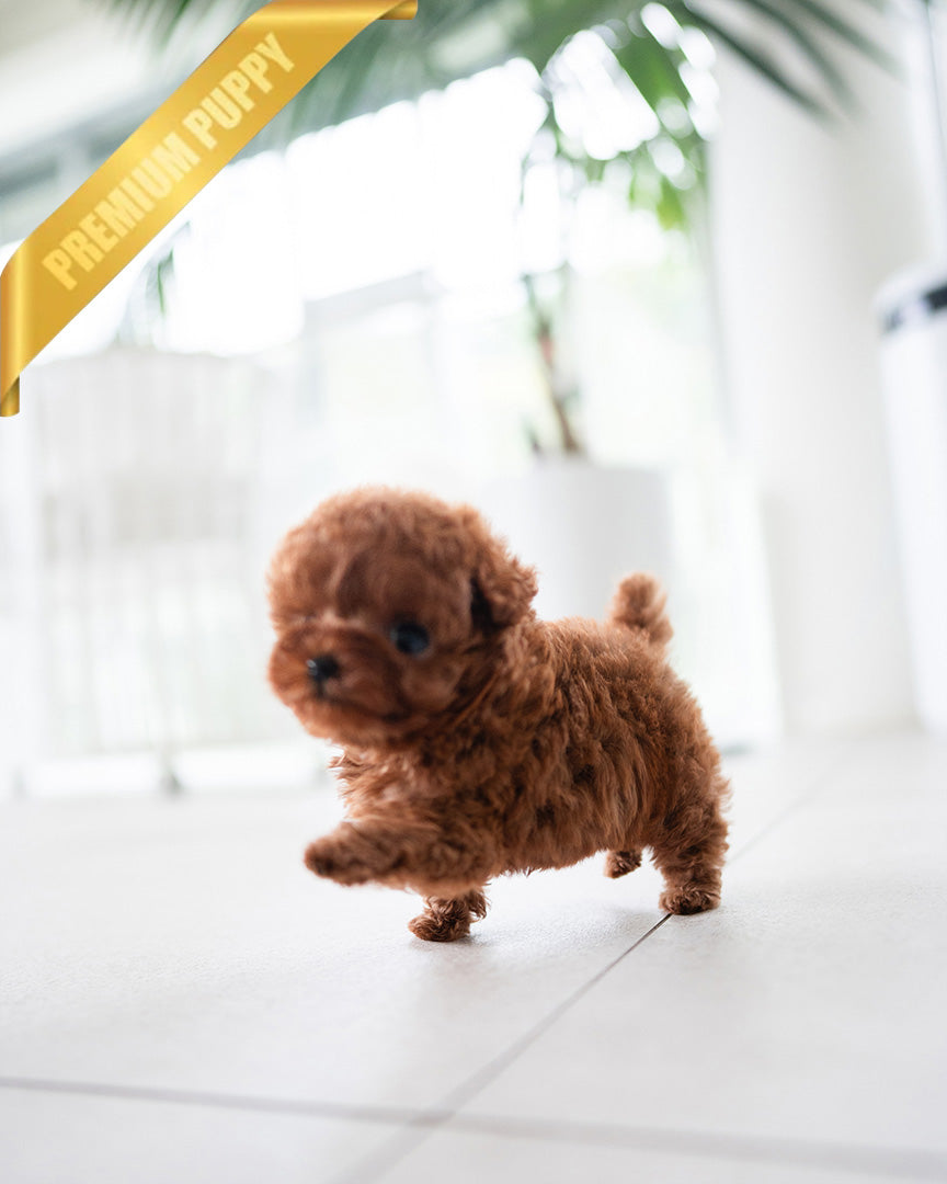 ZIGGY - MALE (PURCHASED by MAKAREM) - ROLLYPUPS OFFICIAL