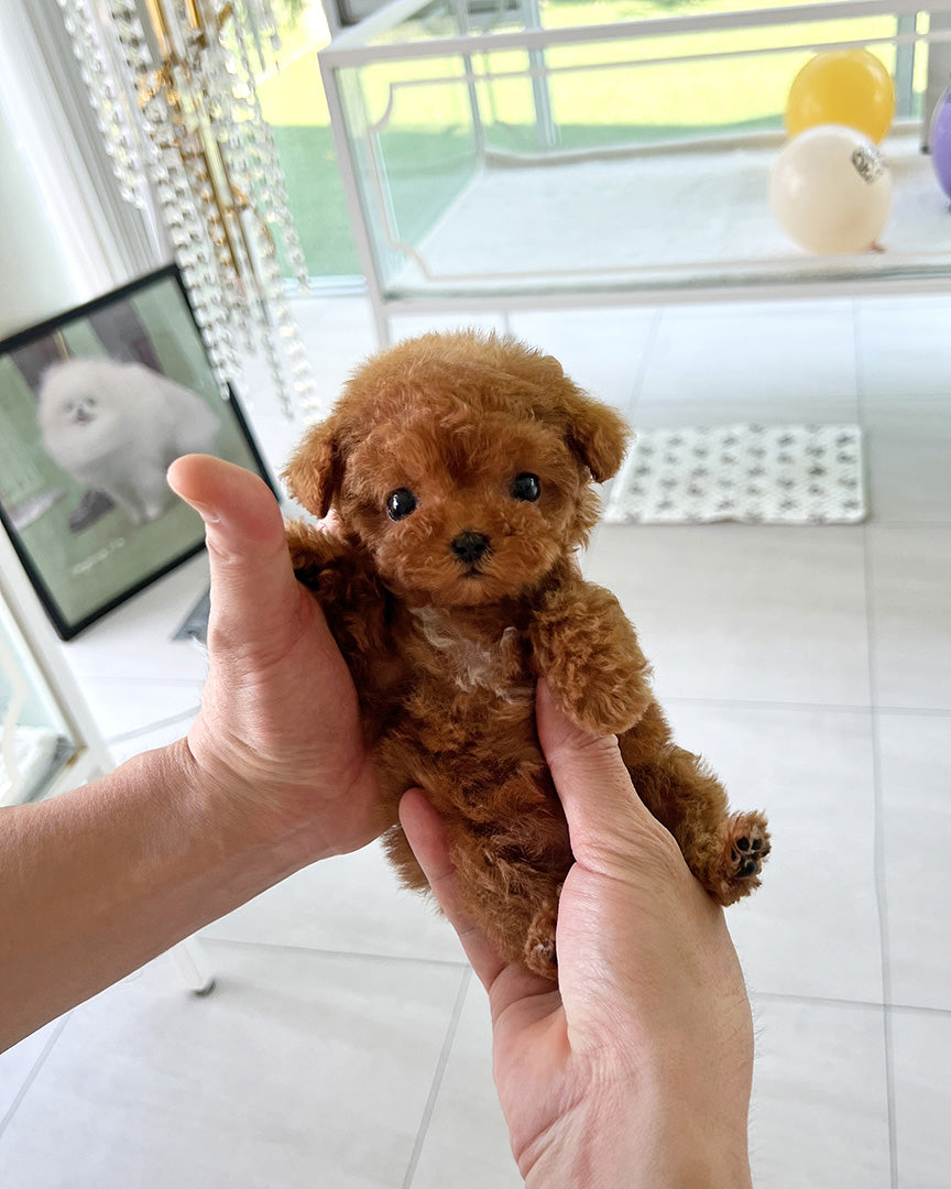 MONTY - MALE - ROLLY TEACUP PUPPIES - TEACUP PUPPY FOR SALE