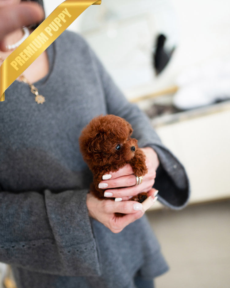 DAPHNE - FEMALE (PURCHASED by THERESA) - ROLLY TEACUP PUPPIES -