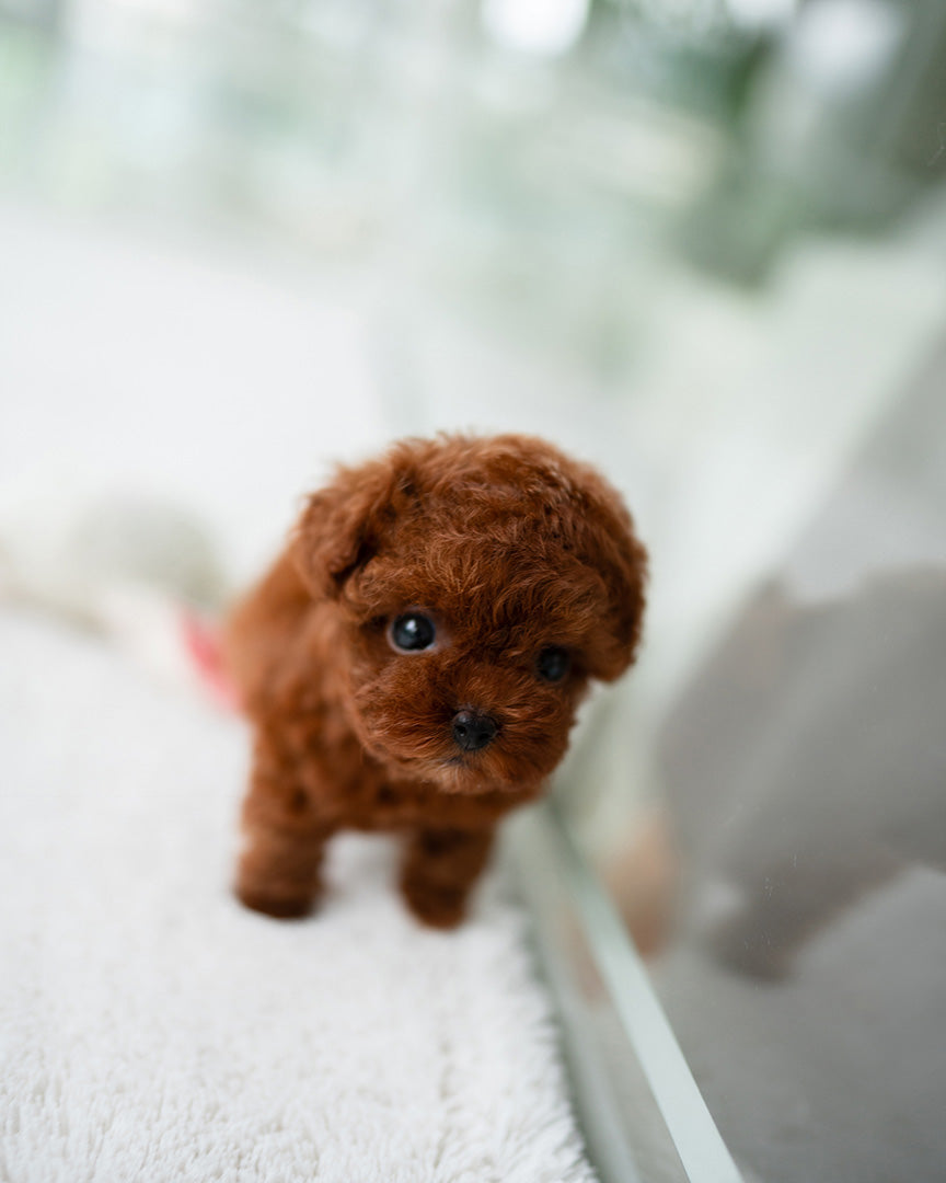 STELLA - FEMALE (RESERVED by JESSICA) - ROLLY TEACUP PUPPIES - TEACUP PUPPY FOR SALE