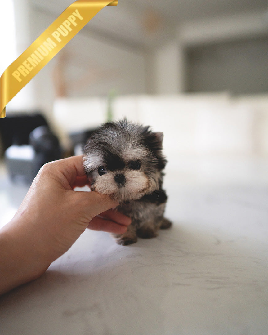 LUNA - FEMALE (PURCHASED by ESTHER) - ROLLY TEACUP PUPPIES - TEACUP PUPPY FOR SALE