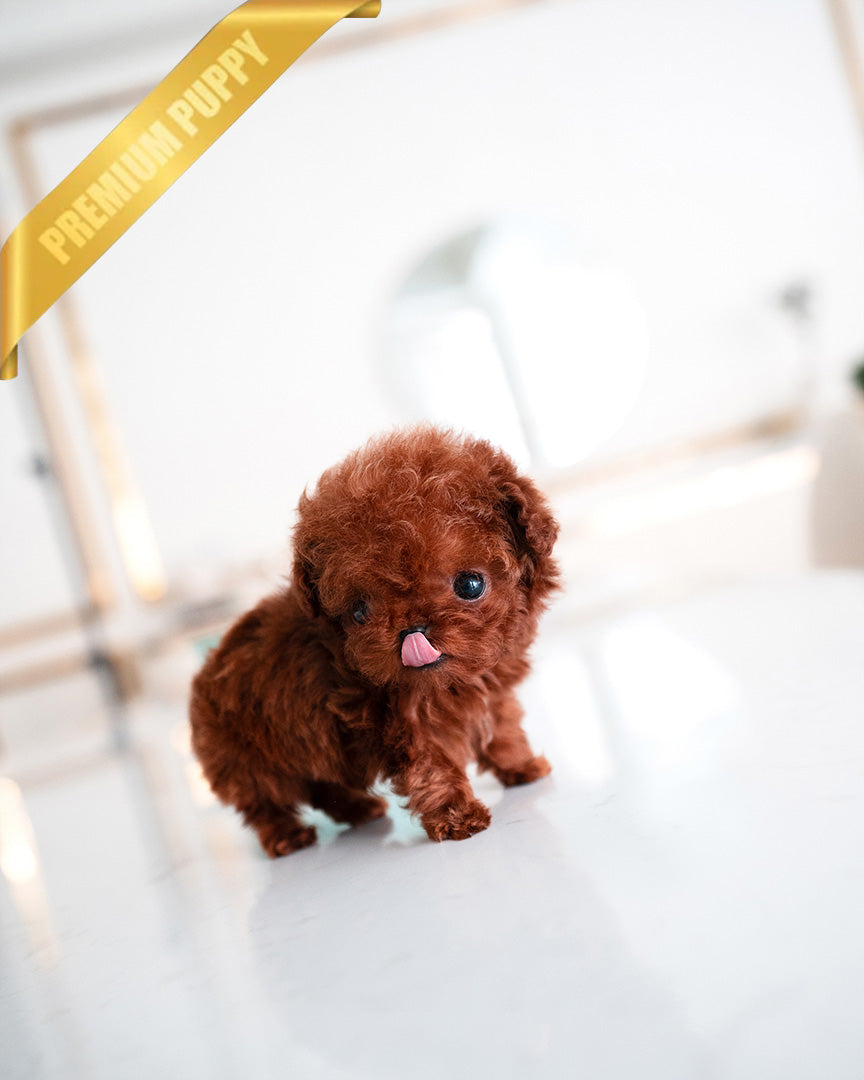 MILO - MALE (PURCHASED by PATRICE) - ROLLY TEACUP PUPPIES - TEACUP PUPPY FOR SALE