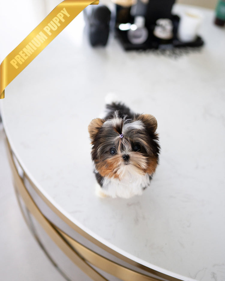 NICO - MALE - ROLLY TEACUP PUPPIES - TEACUP PUPPY FOR SALE