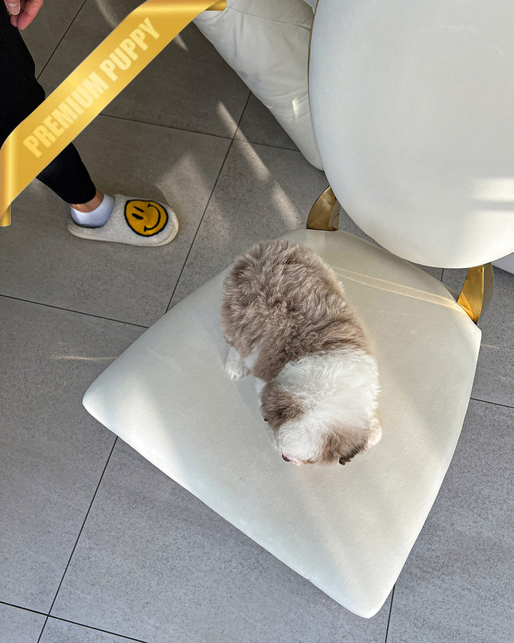 AURORA - FEMALE (PURCHASED by BONNIE) - ROLLY TEACUP PUPPIES - TEACUP PUPPY FOR SALE