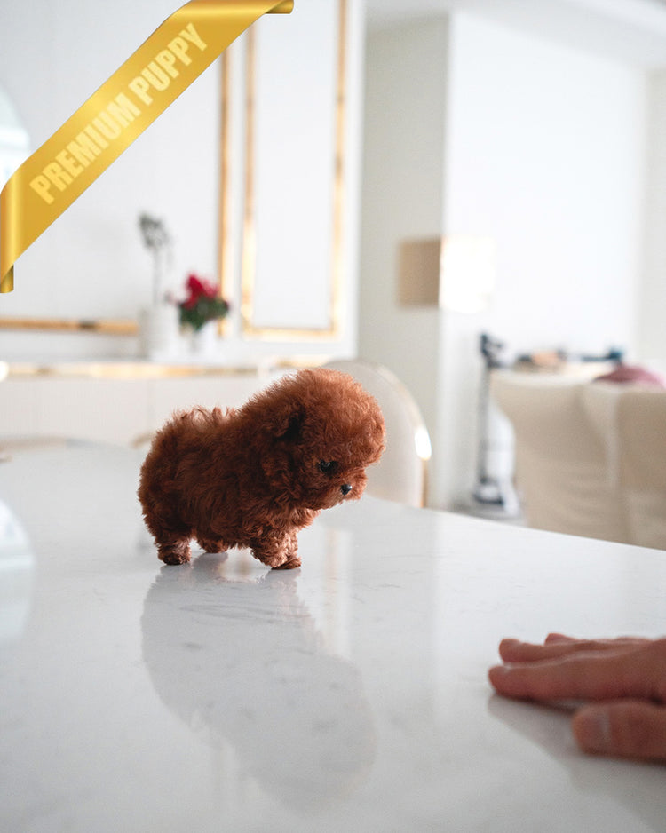 CINNAMON - FEMALE (PURCHASED by KENRIC) - ROLLY TEACUP PUPPIES -