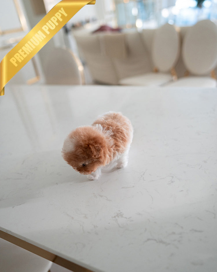 BAGEL - MALE (PURCHASED by MARIO) - ROLLY TEACUP PUPPIES -