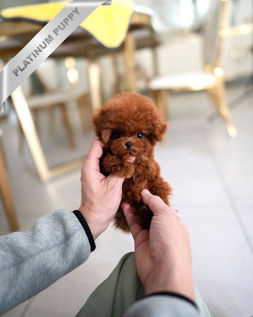 AMBER - FEMALE (RESERVED by  ARMINE)