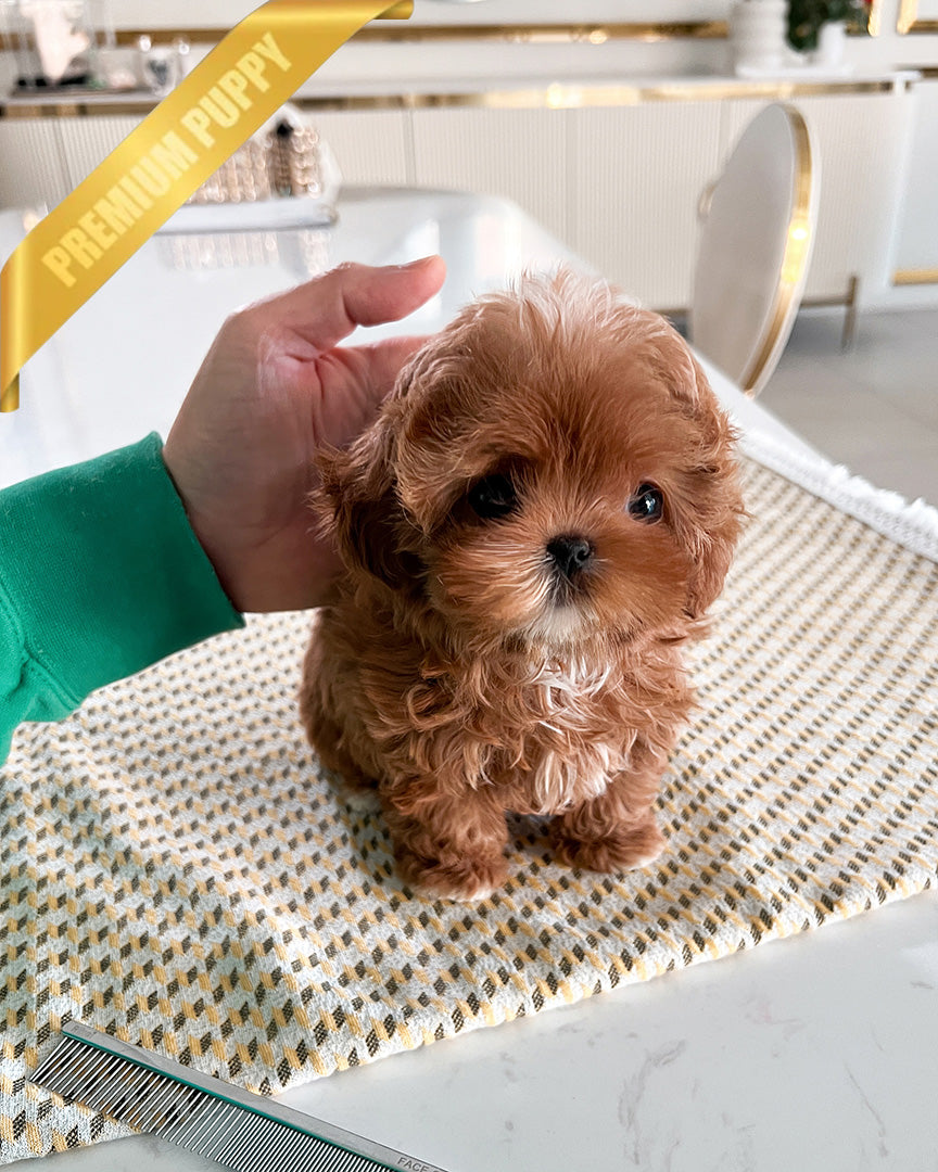 JESSICA - FEMALE (PURCHASED by SHIN) - ROLLY TEACUP PUPPIES - TEACUP PUPPY FOR SALE