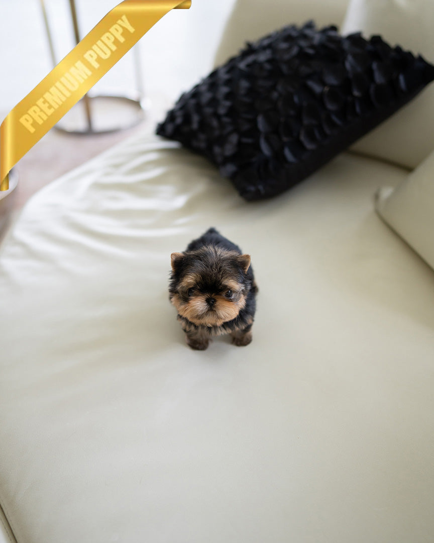 MAGGIE - FEMALE (PURCHASED by KAAT) - ROLLY TEACUP PUPPIES - TEACUP PUPPY FOR SALE