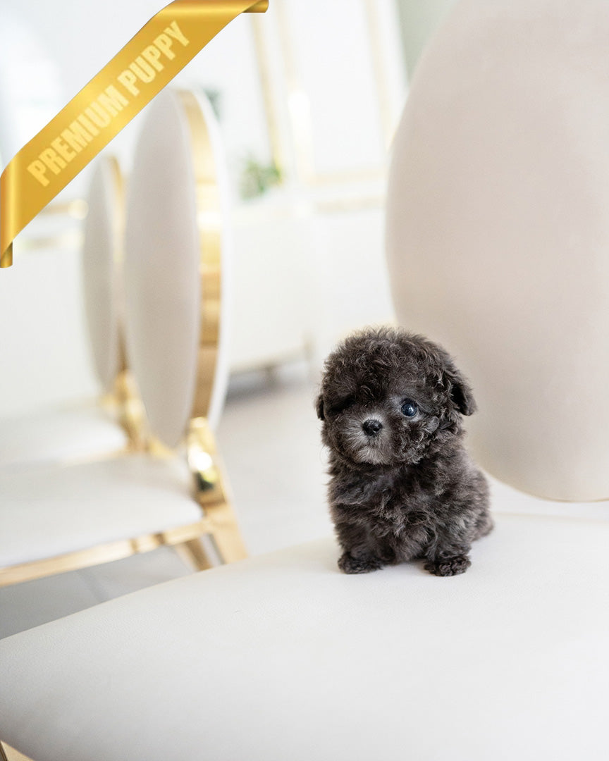 NALA - FEMALE (PURCHASED by LIN) - ROLLY TEACUP PUPPIES - TEACUP PUPPY FOR SALE