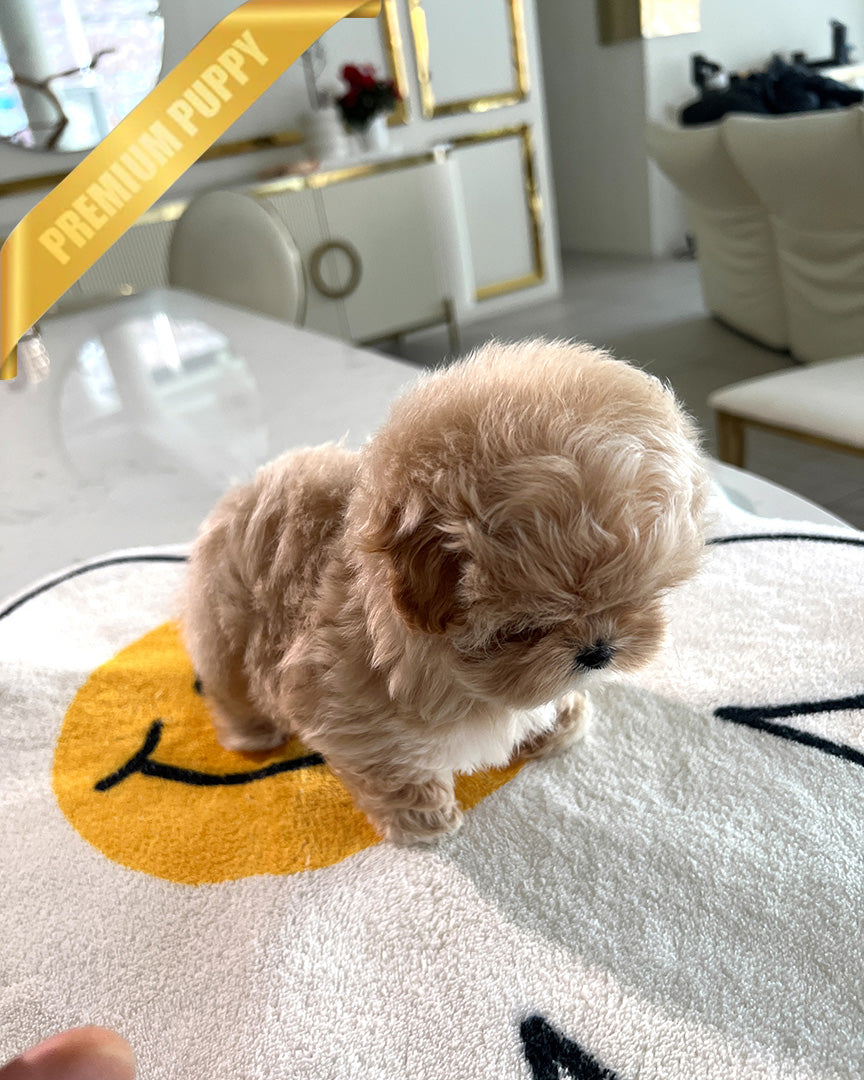 HAZEL - FEMALE (PURCHASED by SAMIRA) - ROLLY TEACUP PUPPIES -