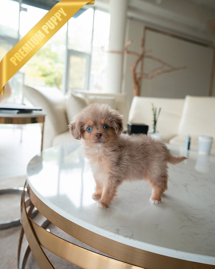 DEXTER - MALE (PURCHASED by GARRICK) - ROLLY TEACUP PUPPIES - TEACUP PUPPY FOR SALE