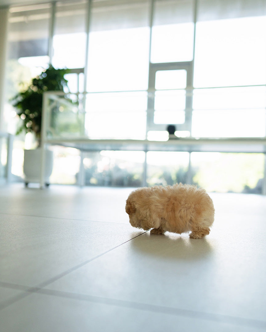 MOCHI - FEMALE (PURCHASED by JE) - ROLLY TEACUP PUPPIES - TEACUP PUPPY FOR SALE