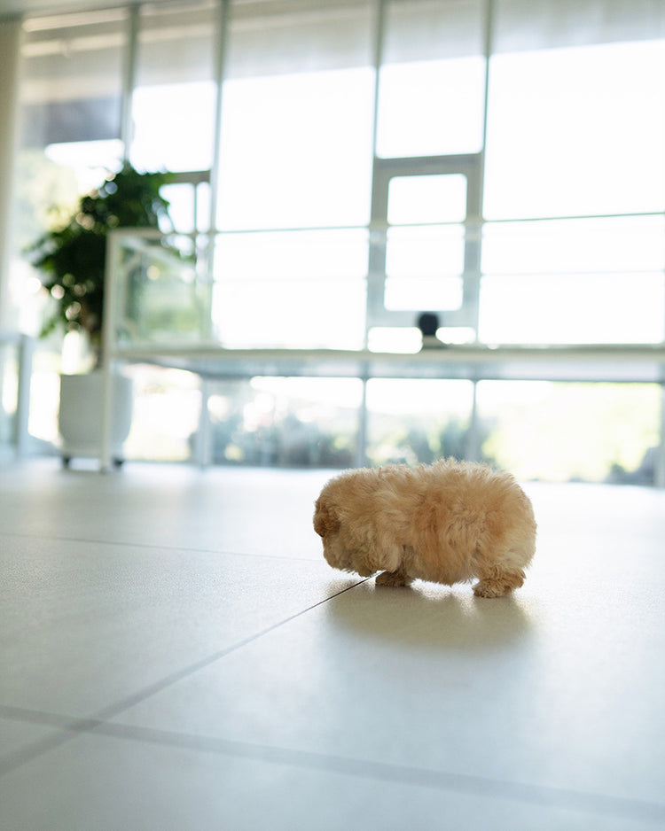 MOCHI - FEMALE (PURCHASED by JE) - ROLLY TEACUP PUPPIES - TEACUP PUPPY FOR SALE