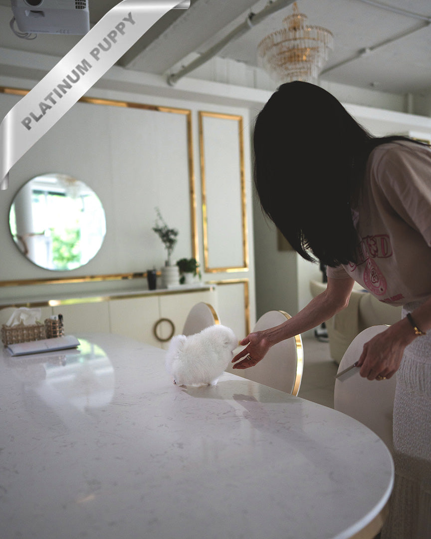 PUFFIN - FEMALE (PURCHASED by LILLIANE) - ROLLY TEACUP PUPPIES - TEACUP PUPPY FOR SALE