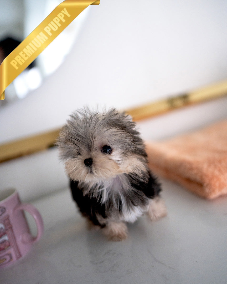 STELLA - FEMALE (PURCHASED by ALLA) - ROLLY TEACUP PUPPIES - TEACUP PUPPY FOR SALE