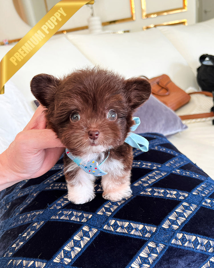 HERSHEY - MALE - ROLLY TEACUP PUPPIES - TEACUP PUPPY FOR SALE