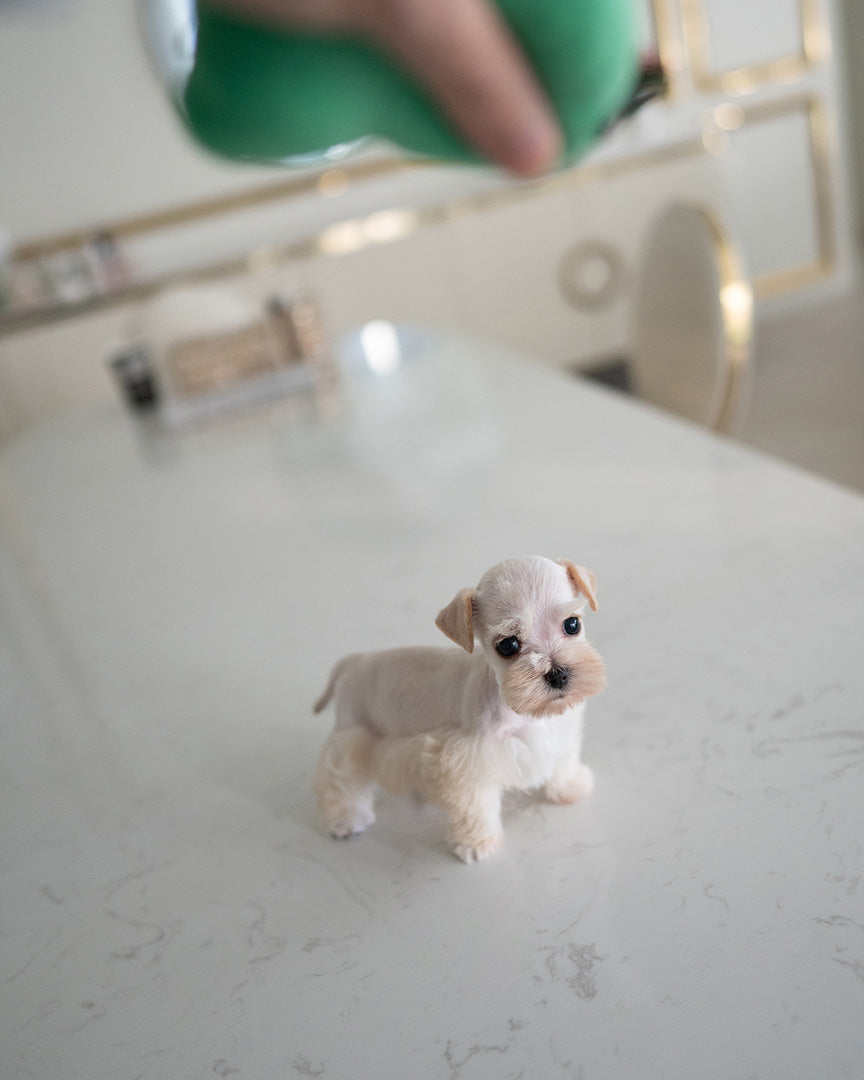 BIANCA - FEMALE (RESERVED by LOLA) - ROLLY TEACUP PUPPIES - TEACUP PUPPY FOR SALE