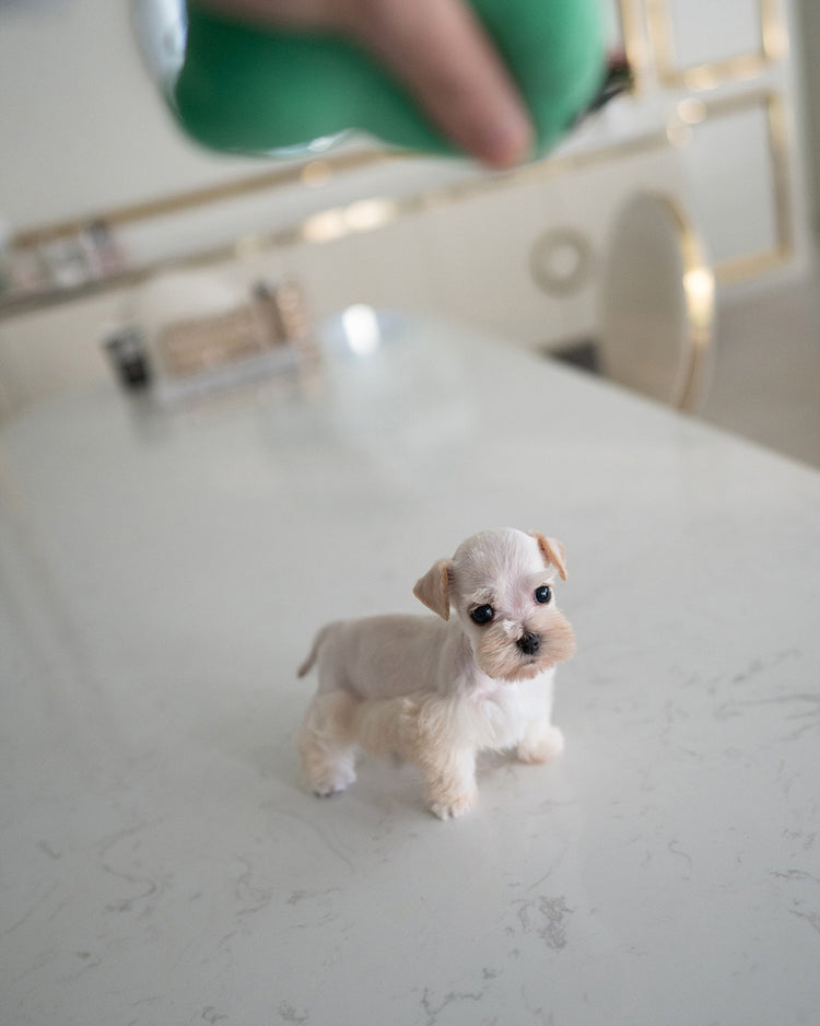 BIANCA - FEMALE (RESERVED by LOLA) - ROLLY TEACUP PUPPIES - TEACUP PUPPY FOR SALE