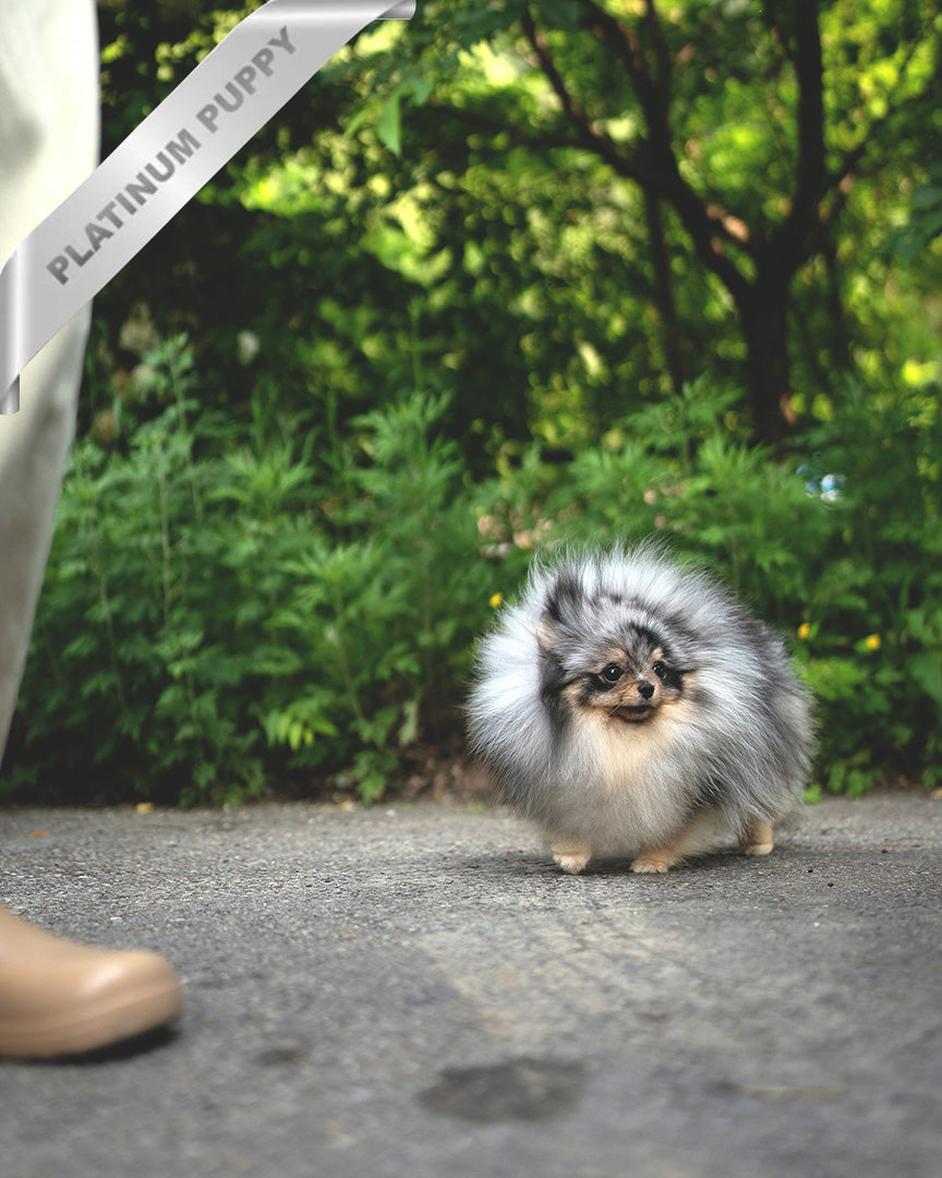 MARBLE - MALE (PURCHASED by JUNG) - ROLLY TEACUP PUPPIES - TEACUP PUPPY FOR SALE