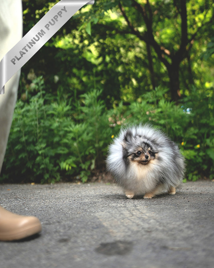 MARBLE - MALE (PURCHASED by JUNG) - ROLLY TEACUP PUPPIES - TEACUP PUPPY FOR SALE