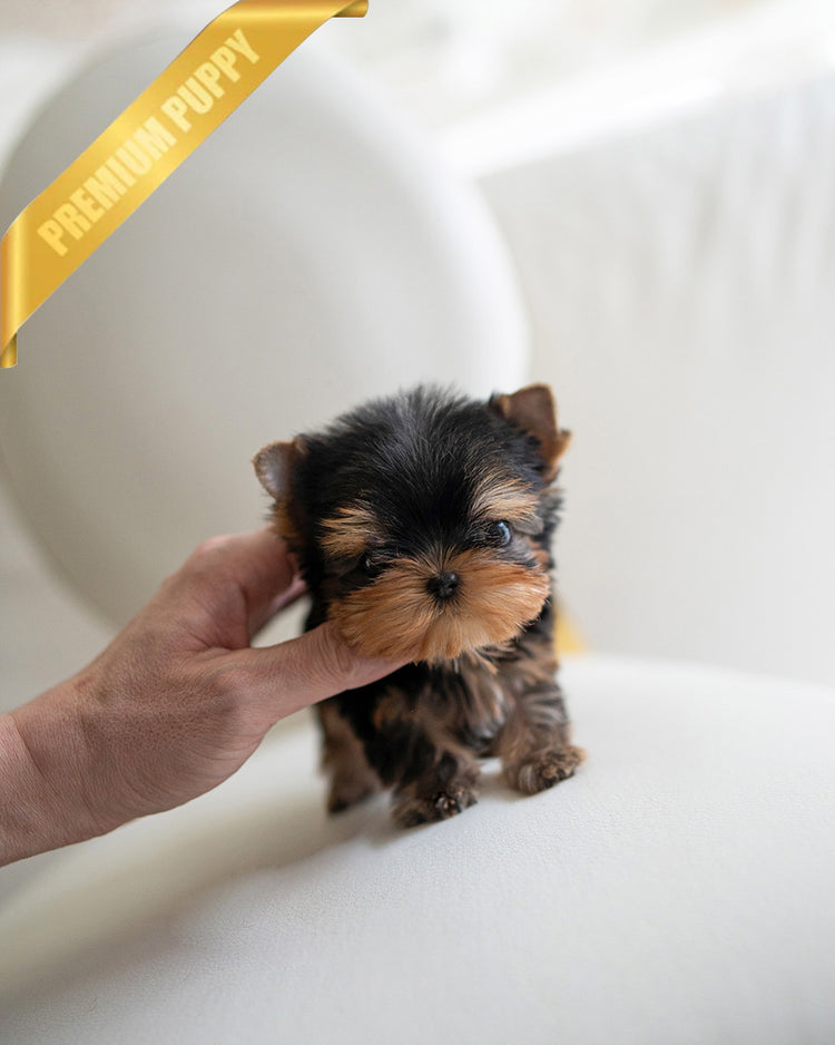 JAKE - MALE - ROLLY TEACUP PUPPIES -