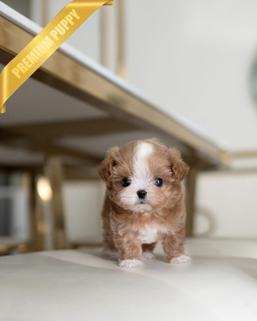 MARCO - MALE (PURCHASED by LUIS) - ROLLY TEACUP PUPPIES - TEACUP PUPPY FOR SALE