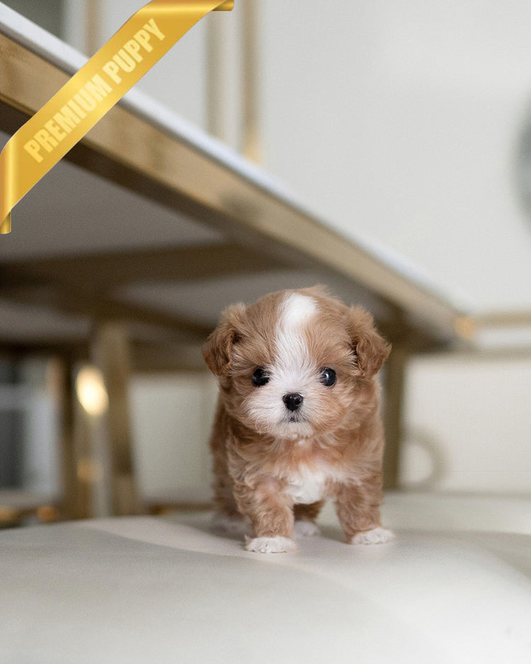 MARCO - MALE (PURCHASED by LUIS) - ROLLY TEACUP PUPPIES - TEACUP PUPPY FOR SALE