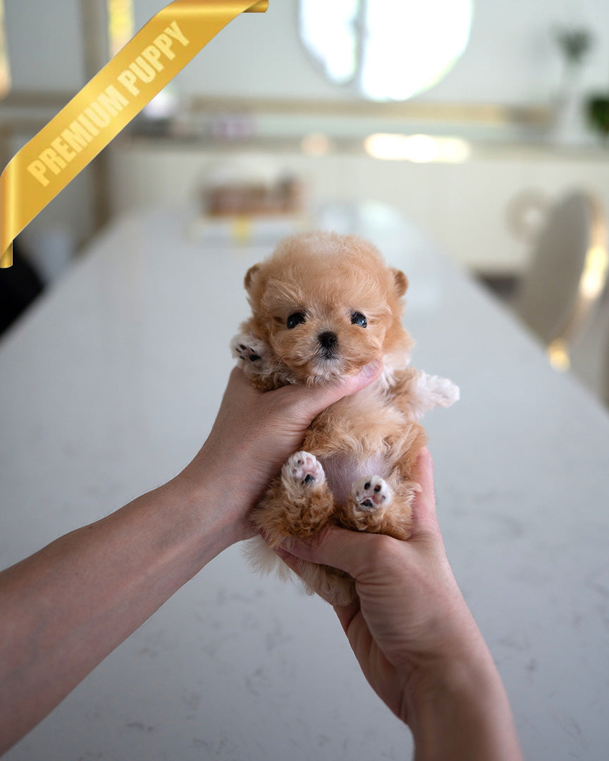 GIGI - FEMALE (PURCHASED by HANAN) - ROLLY TEACUP PUPPIES - TEACUP PUPPY FOR SALE