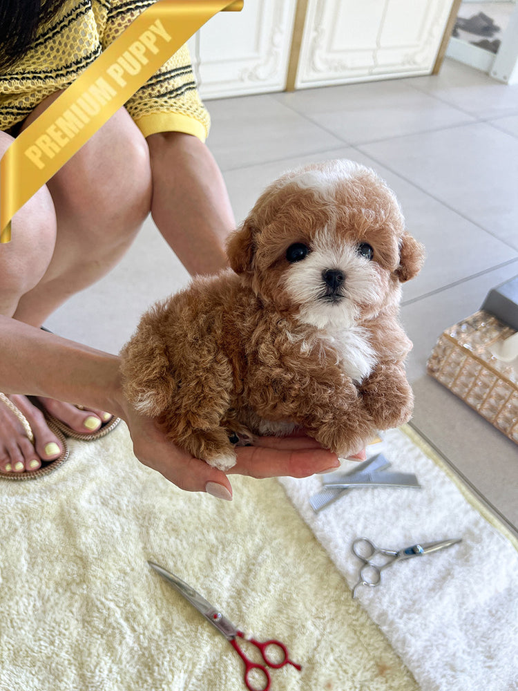 CHANEL - FEMALE (PURCHASED by RT) - ROLLY TEACUP PUPPIES - TEACUP PUPPY FOR SALE