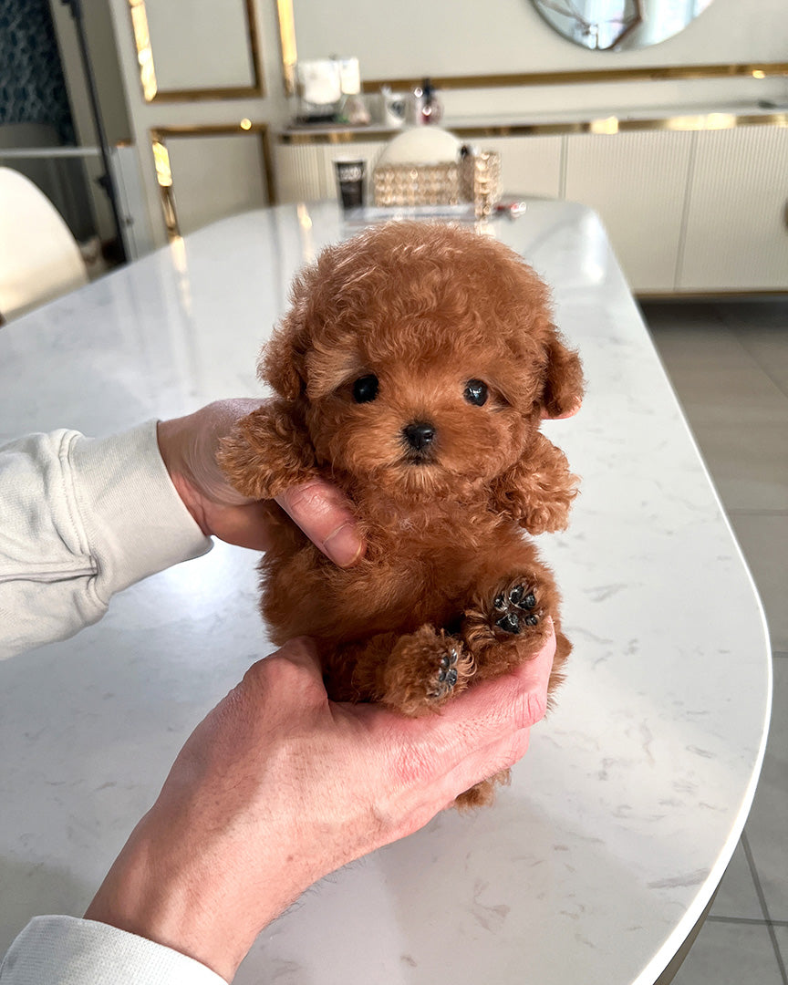 OLIVER - MALE (PURCHASED by ALEXIA&GREGORY) - ROLLY TEACUP PUPPIES -