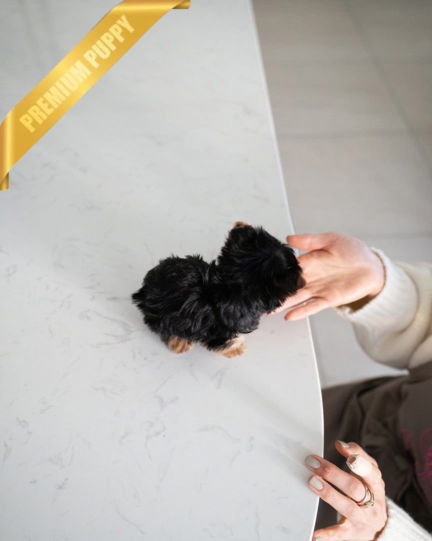 STELLA - FEMALE (PURCHASED by REBECA) - ROLLY TEACUP PUPPIES - TEACUP PUPPY FOR SALE